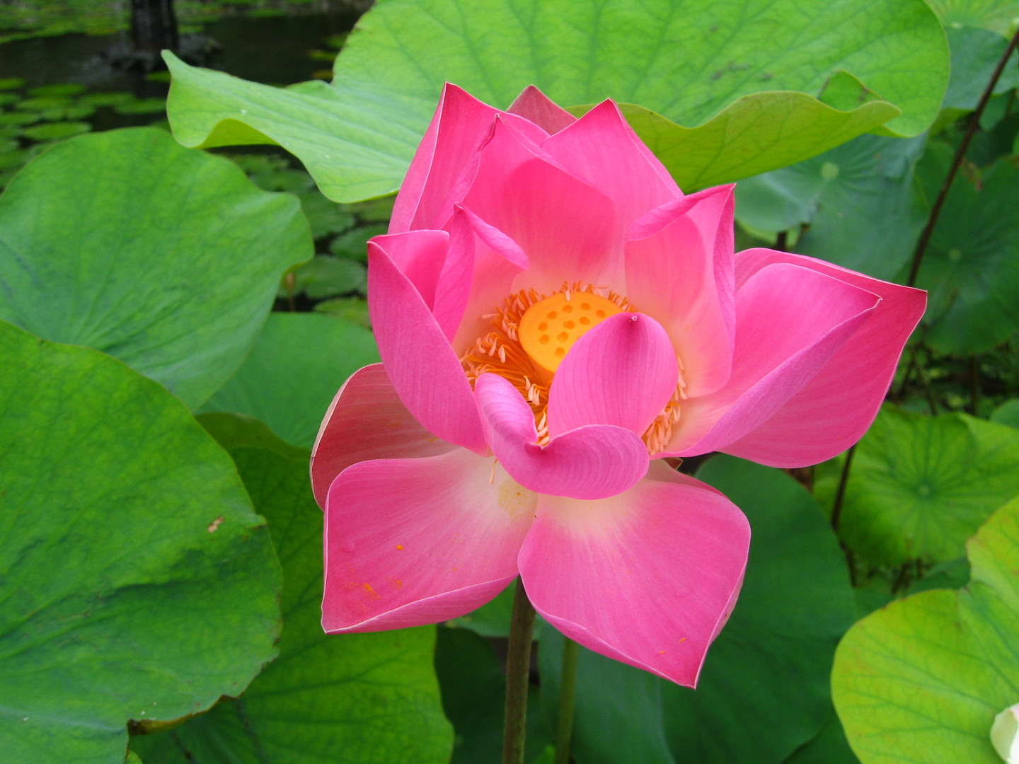 Bali flower