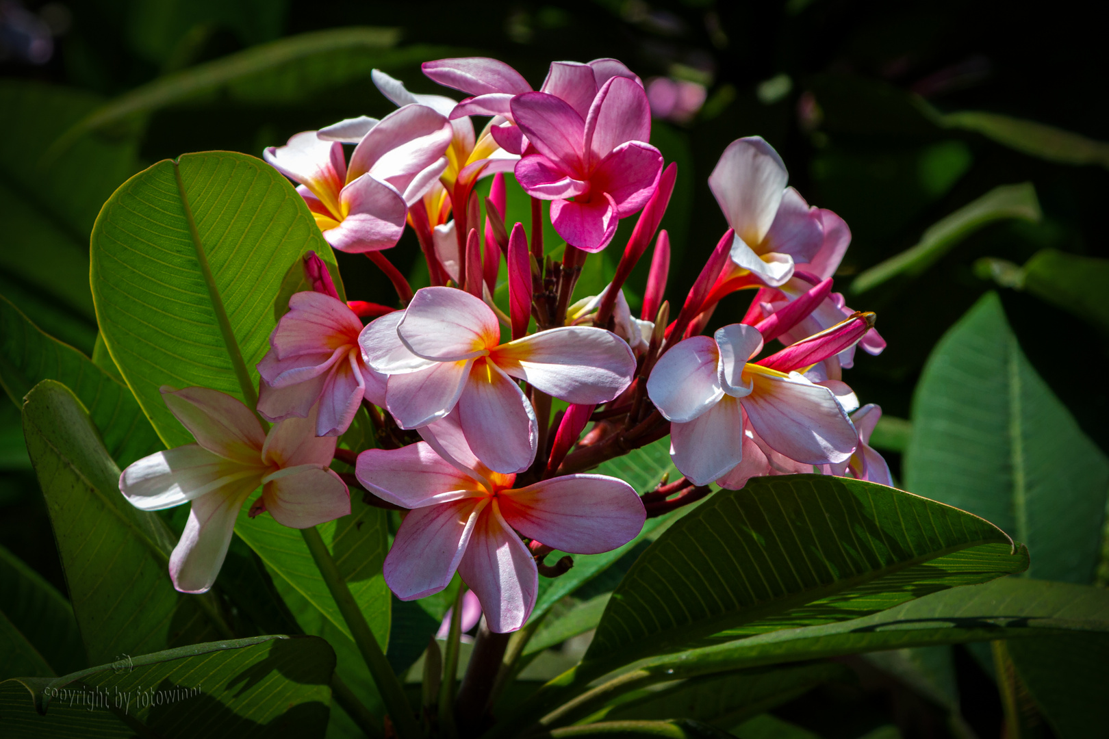 Bali - Frangipaniblüten