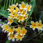 Bali - Frangipani/Plumeria ...........