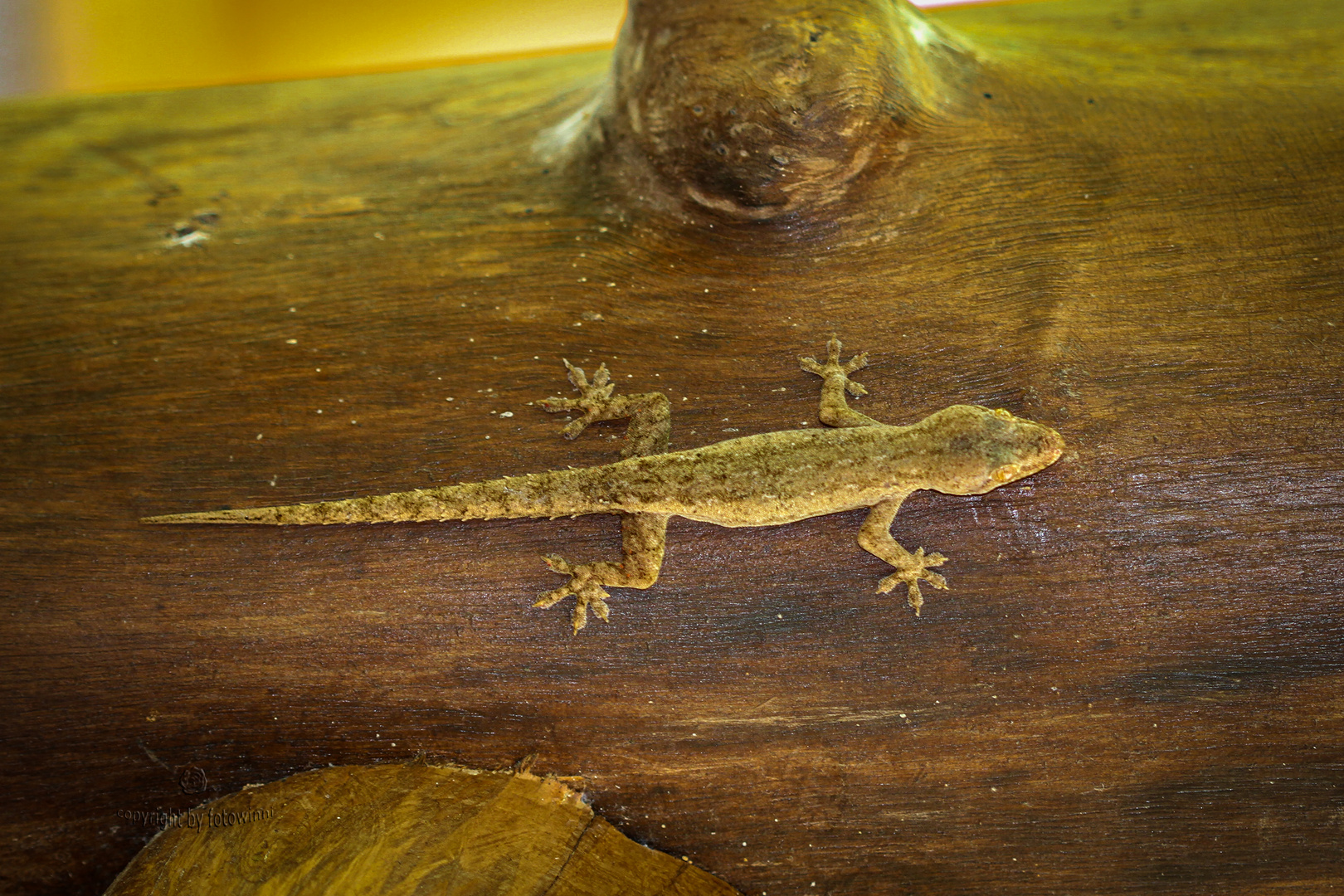 Bali - Gecko