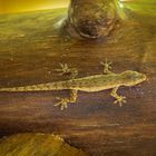Bali - Gecko