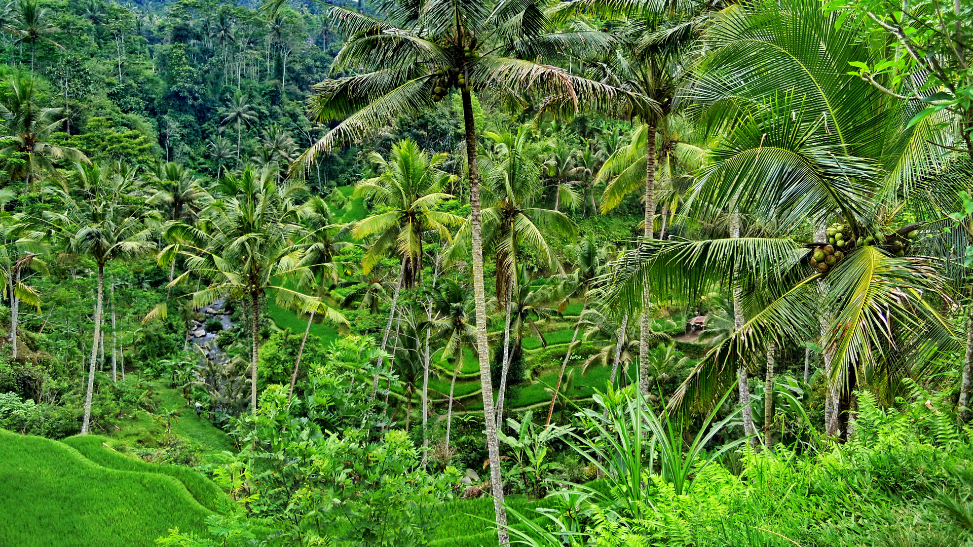 Bali, Gunung Kawi Reisterrassen