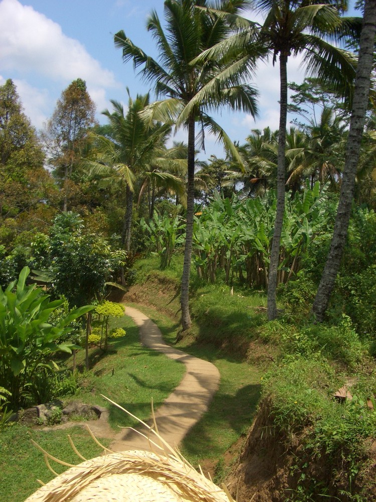 Bali Hinterland von einem Elefanten aus