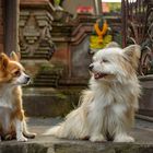 Bali Hunde