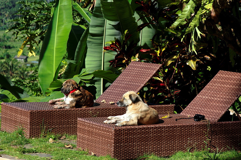 Bali - Hunde beim Sonnen