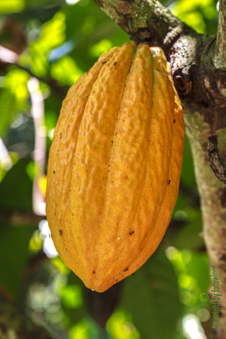 Bali - Kakao (der Beweis, dass Schokolade eine Frucht ist)