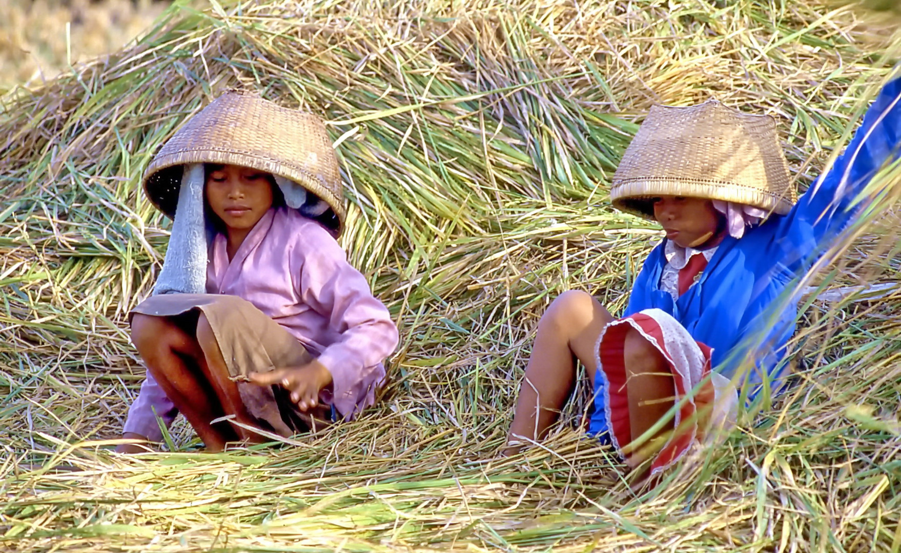 Bali, Kinder bei der Reisernte