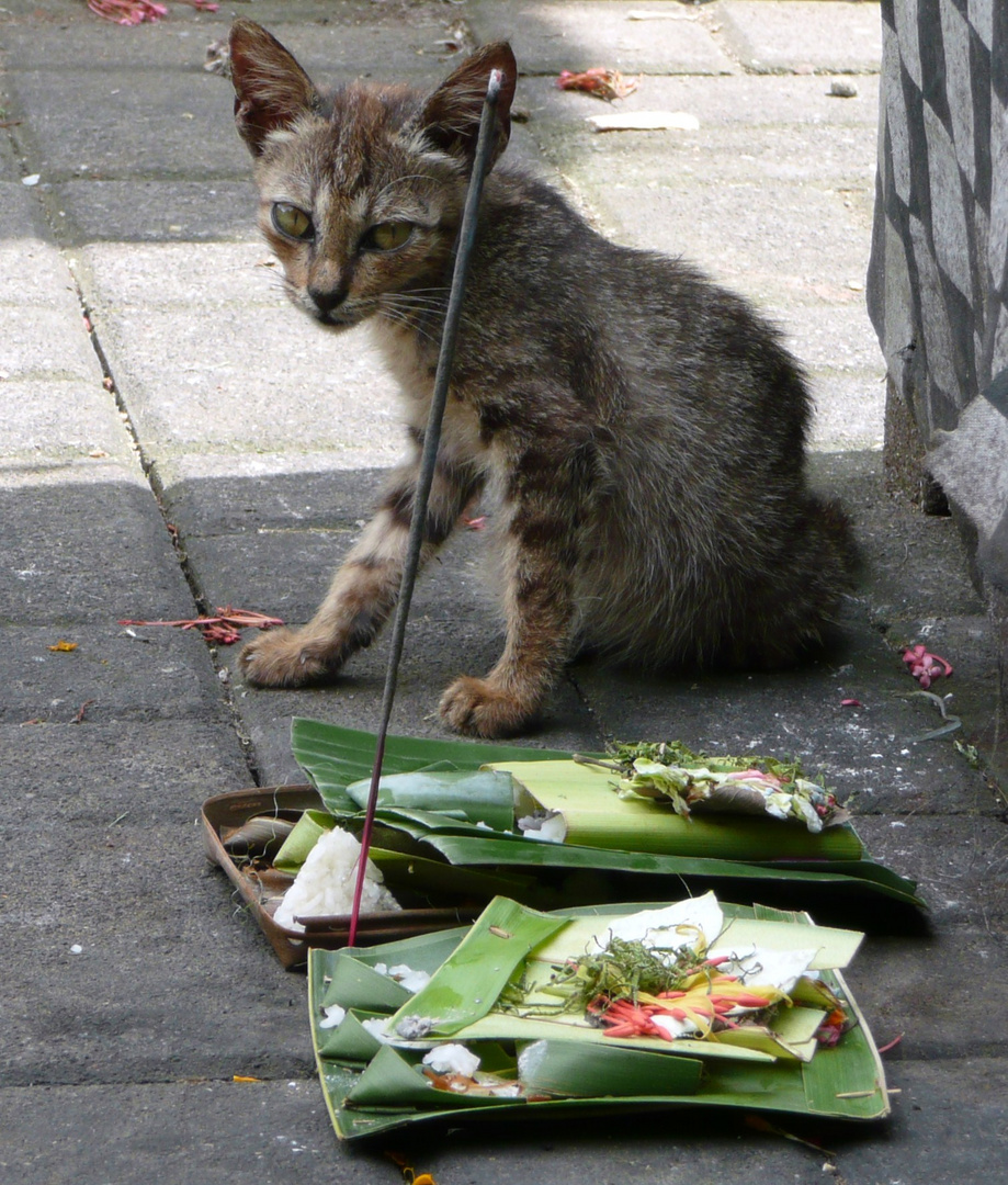 Bali Kitten