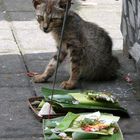 Bali Kitten