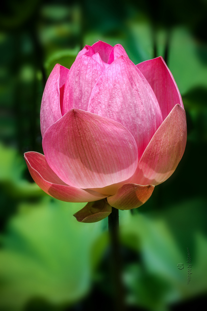 Bali - Lotusblüte