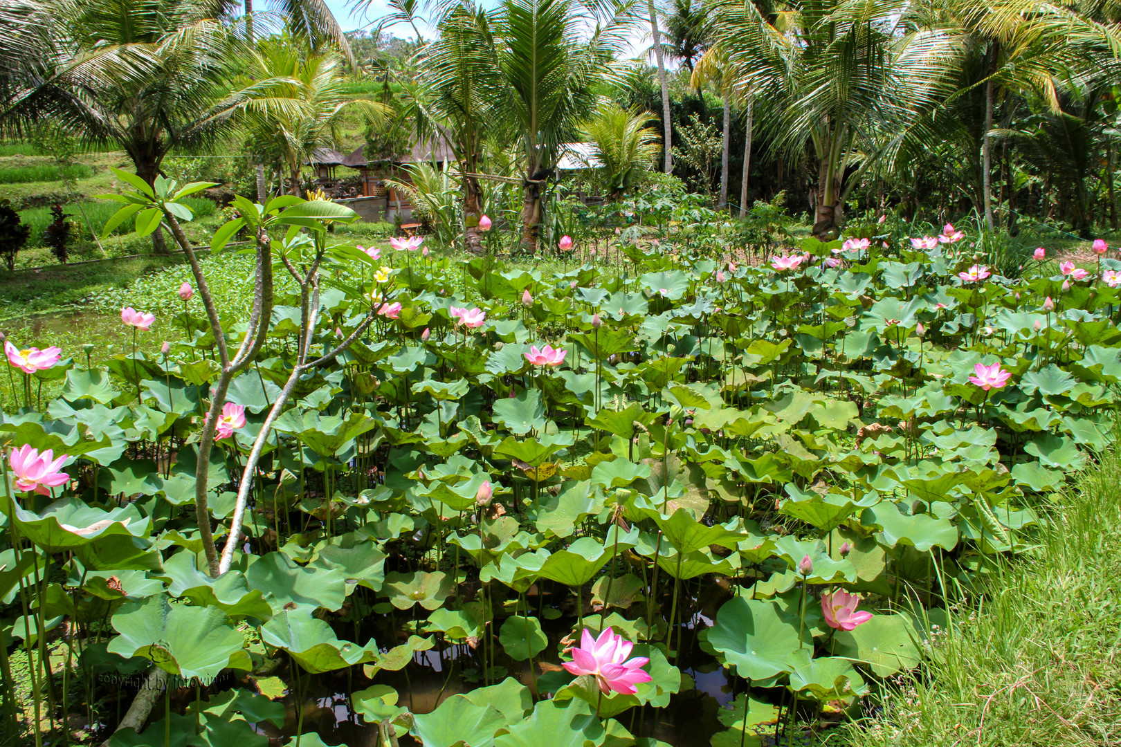 Bali - Lotusblumen