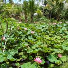 Bali - Lotusblumen