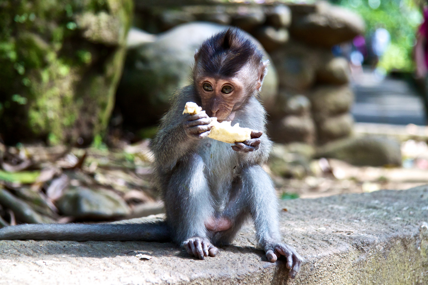 Bali Monkey