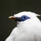 Bali-Mynah