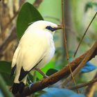 bali-mynah . insel bali