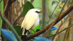 bali-mynah . insel bali