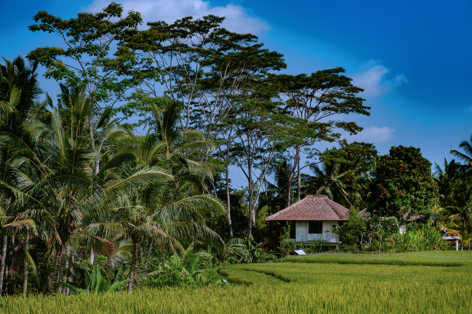 Bali Nguni further landscape view