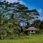 Bali Nguni further landscape view