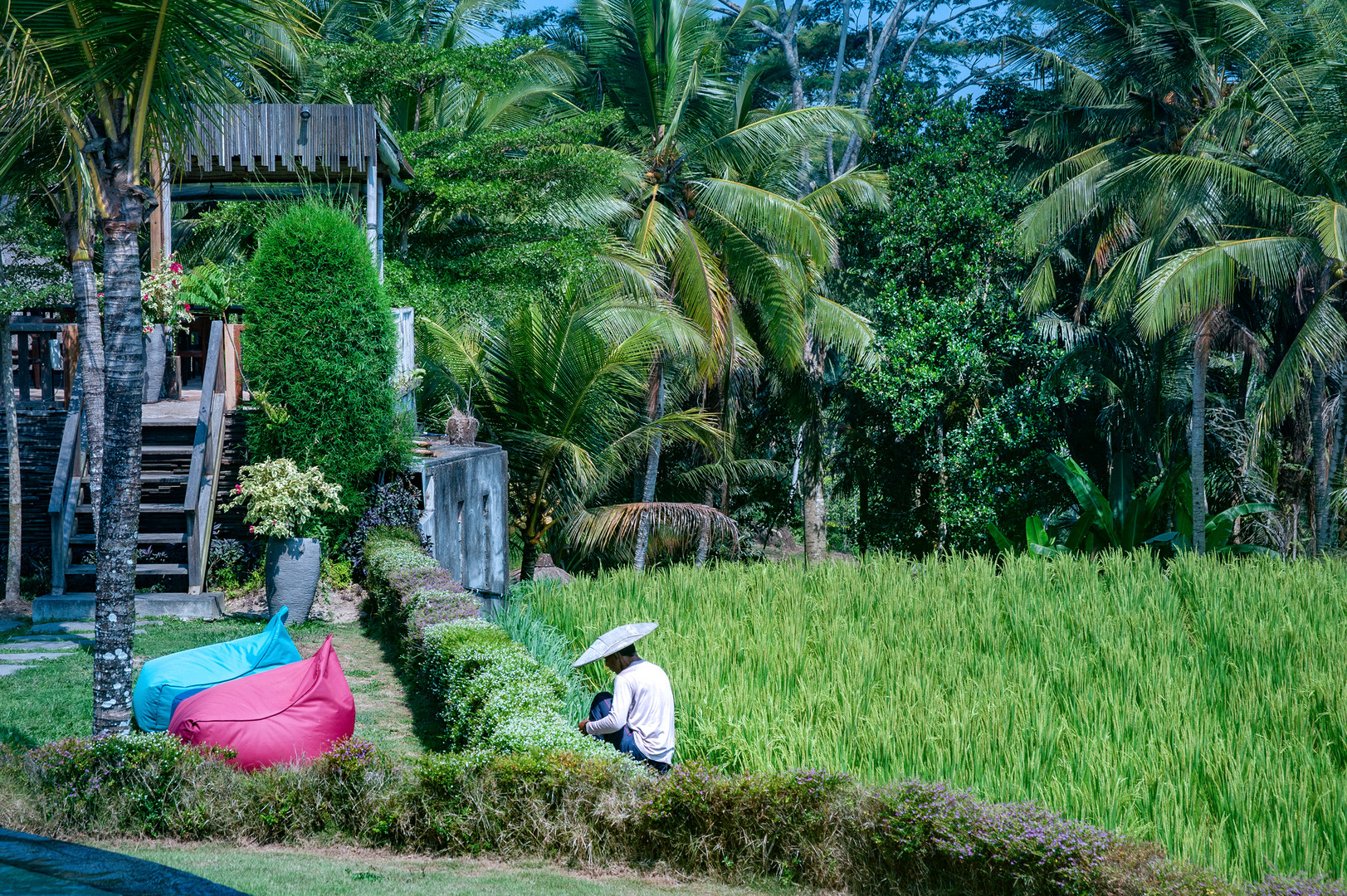 Bali Nguni rice field picture