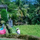 Bali Nguni rice field picture