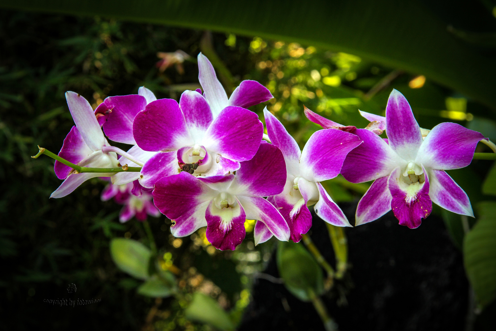 Bali - Orchidee 