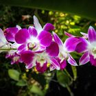 Bali - Orchidee 