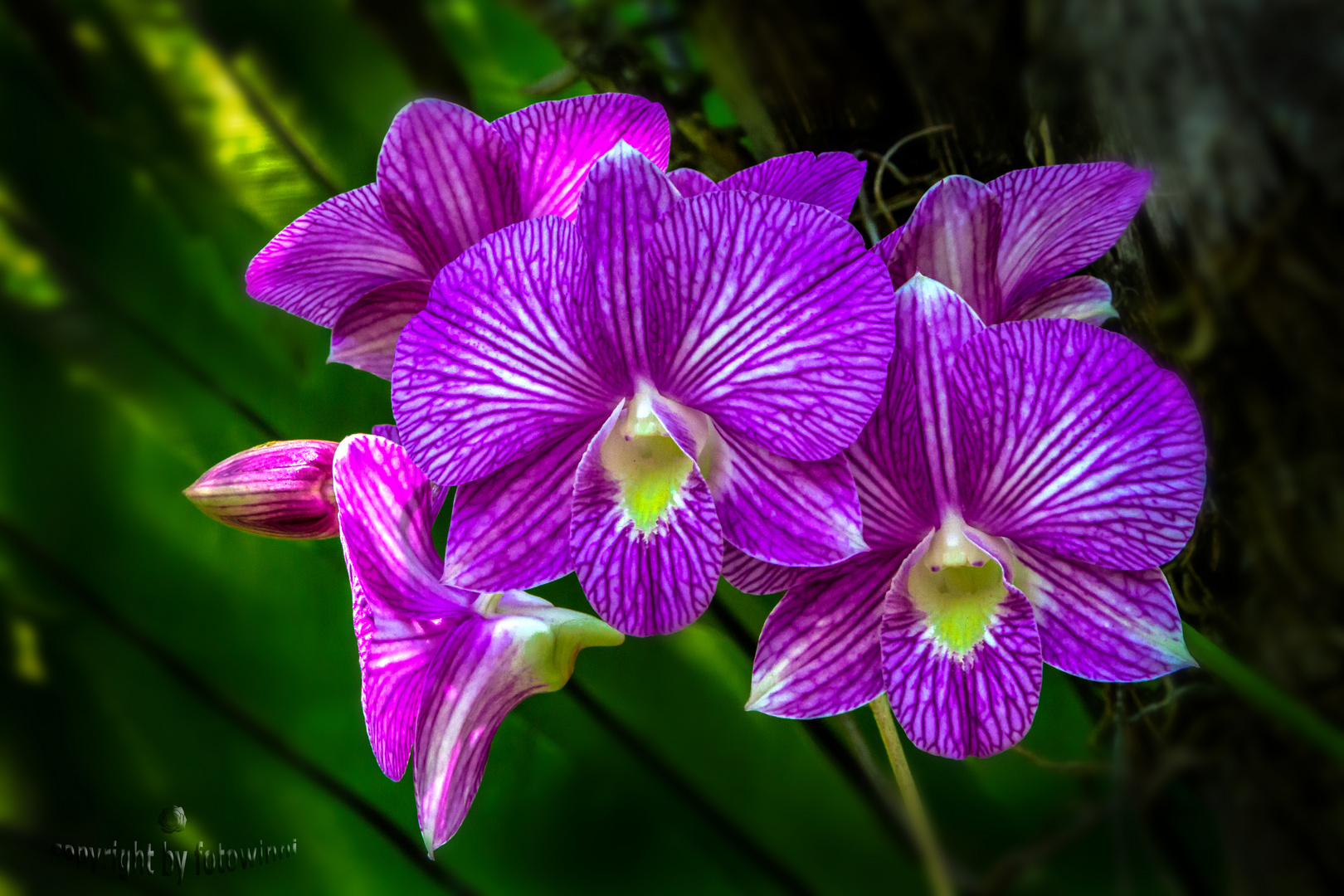 Bali - Orchidee