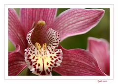 Bali-Orchidee