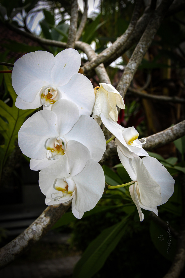 Bali - Orchidee