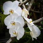 Bali - Orchidee