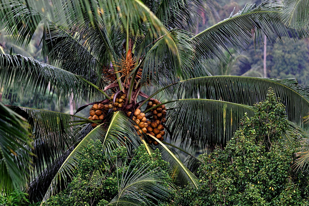 Bali Palme