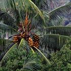 Bali Palme