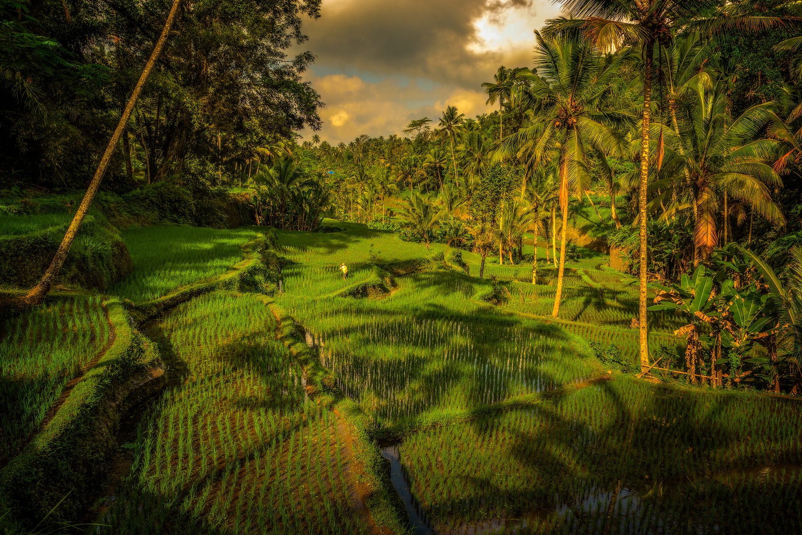 Bali Palmenschatten