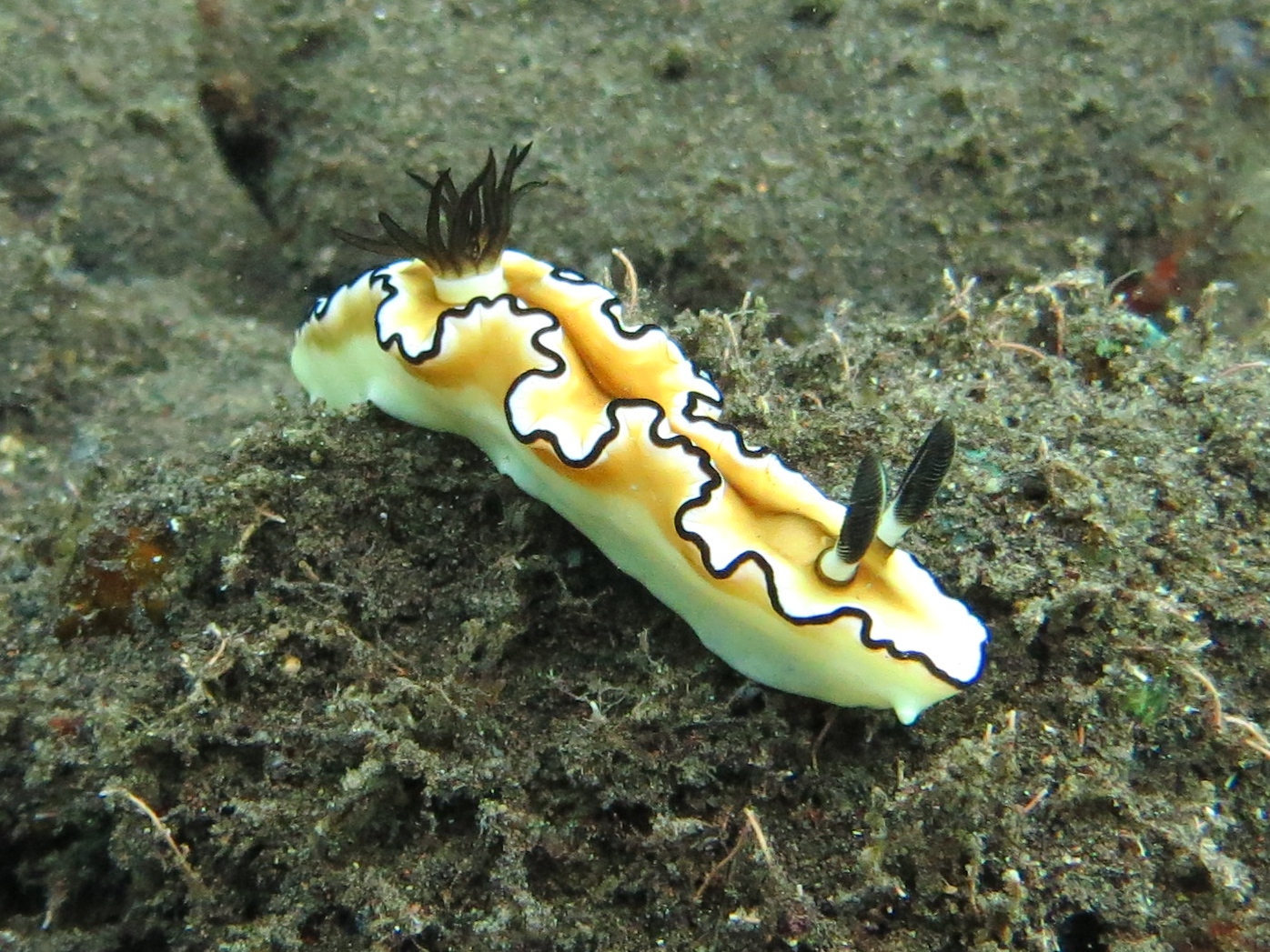 Bali: Prachtsternschnecke