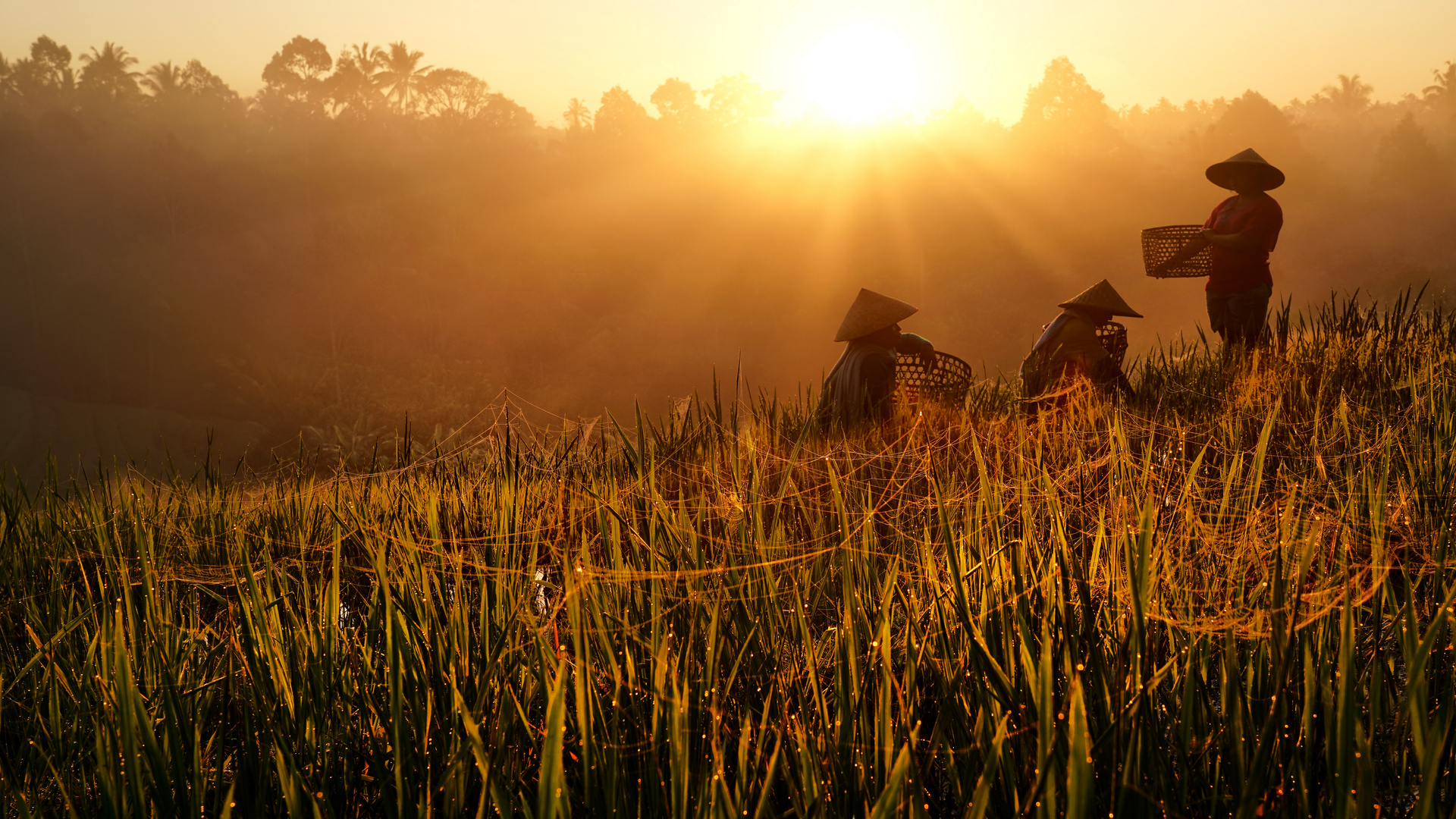 Bali Pupuan Reis-Bauern im Sonnenaufgang