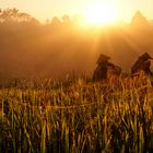 Bali Pupuan Reis-Bauern im Sonnenaufgang