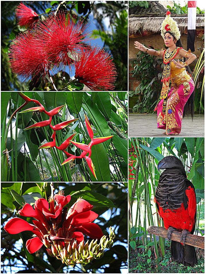 Bali Reds