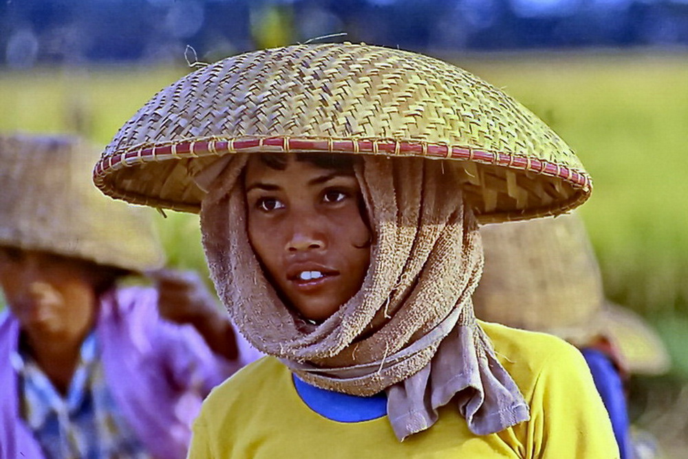 Bali: Reisernte ist Frauensache