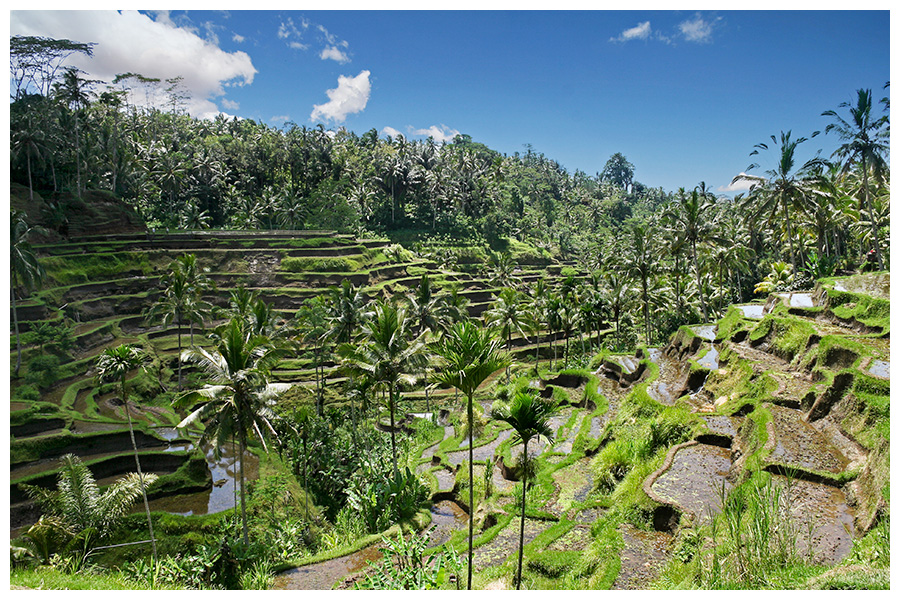 Bali: Reisfelder