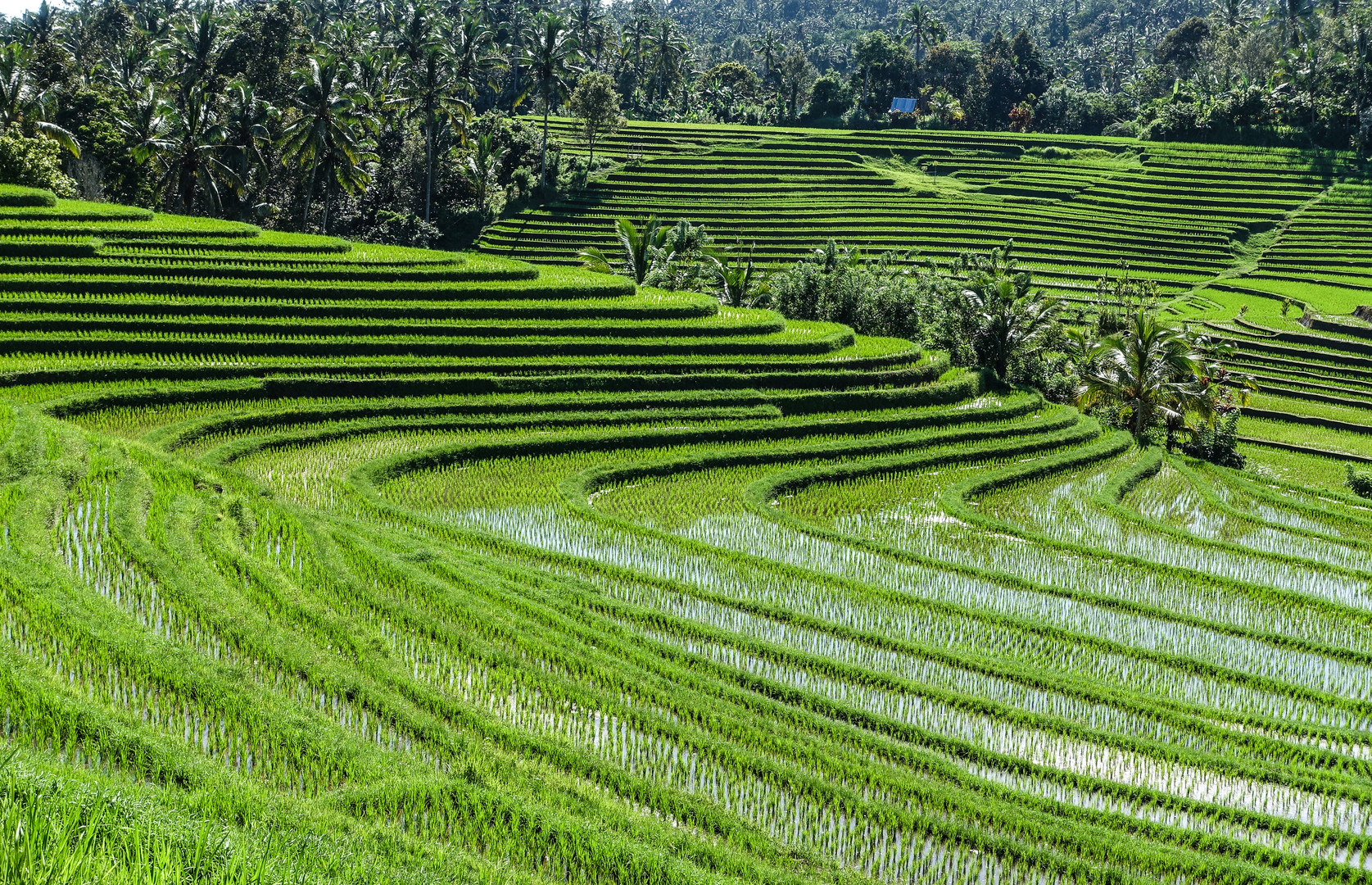 Bali, Reisfelder