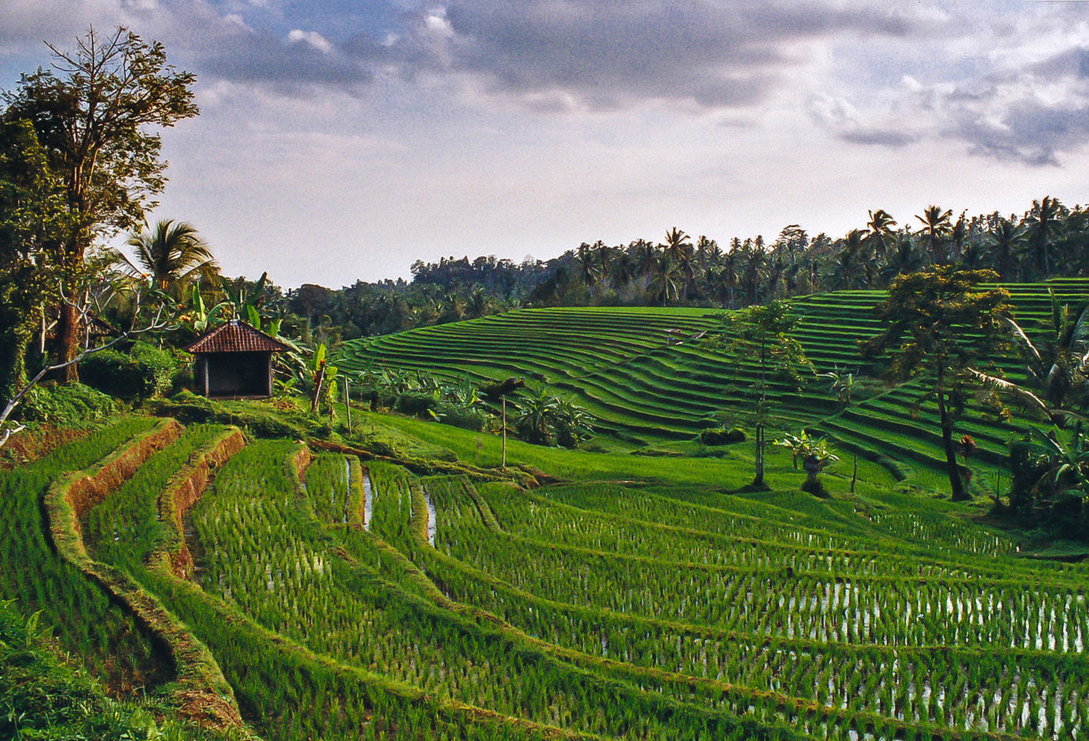 Bali - Reisfelder (Analogaufnahme 2004)