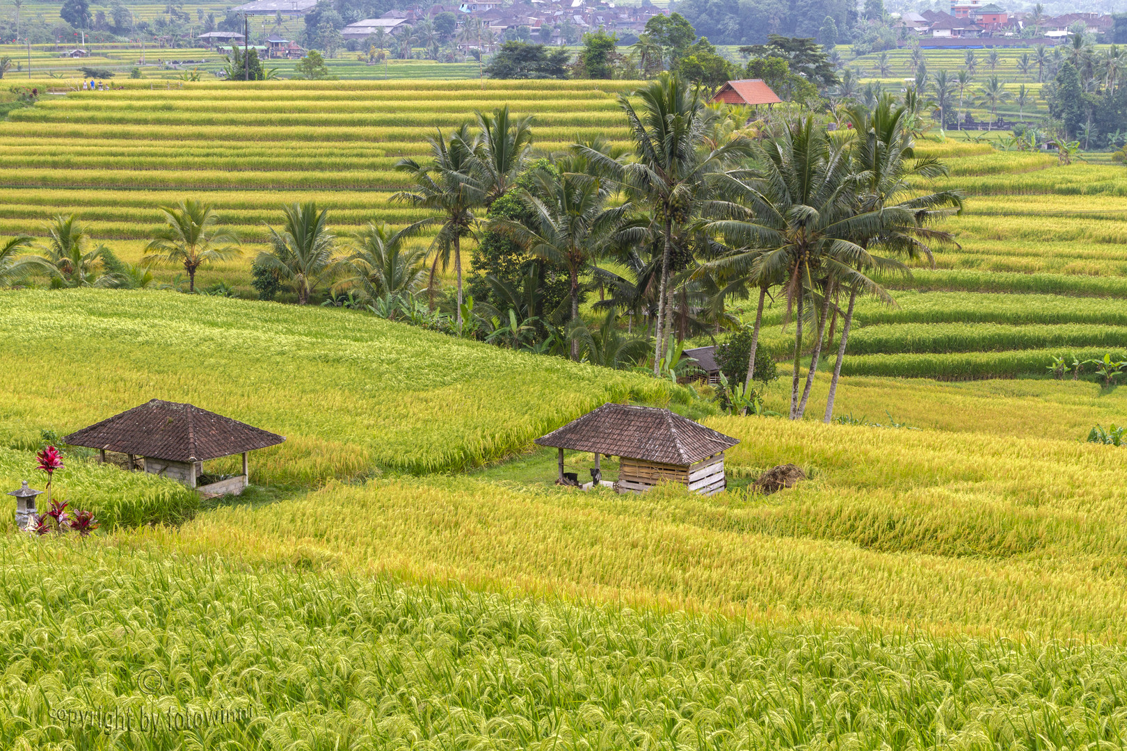 Bali - Reisfelder in Jatiluwih 1