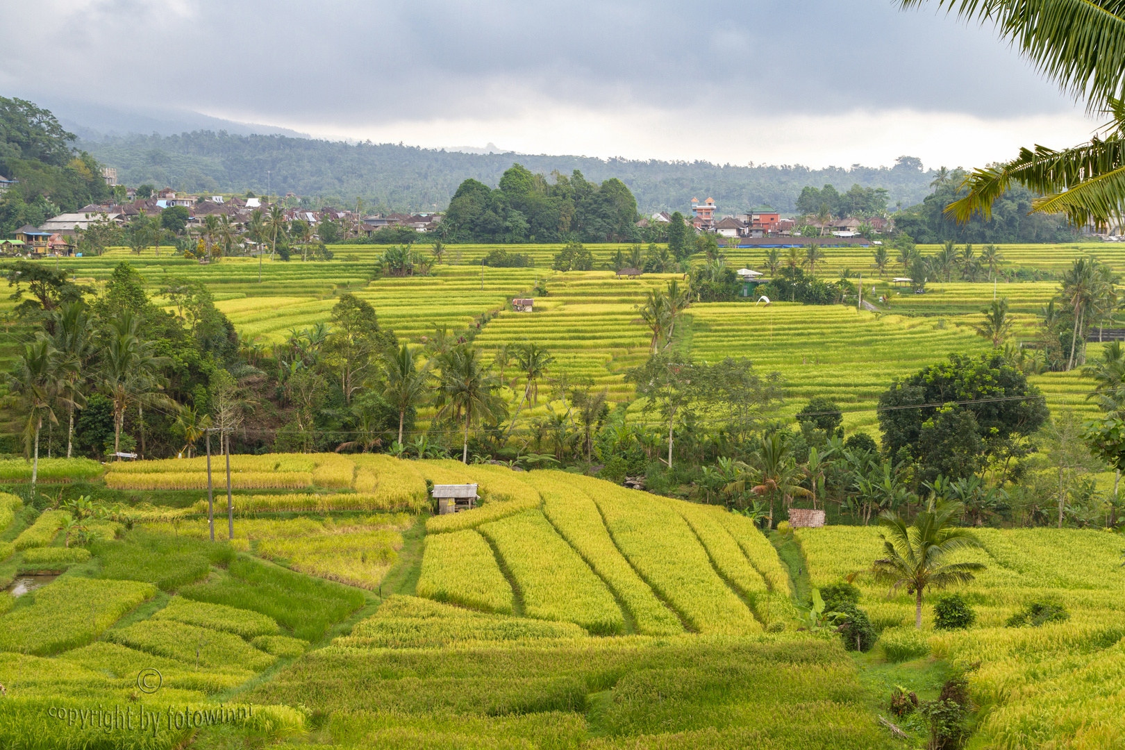 Bali - Reisfelder in Jatiluwih 2