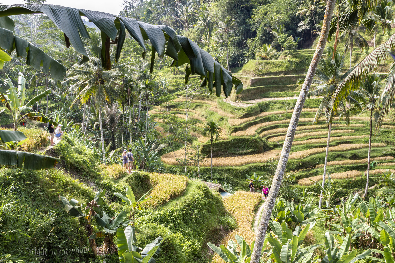 Bali - Reisfelder in Tegallalan (Ubud) 2