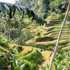 Bali - Reisfelder in Tegallalan (Ubud) 2