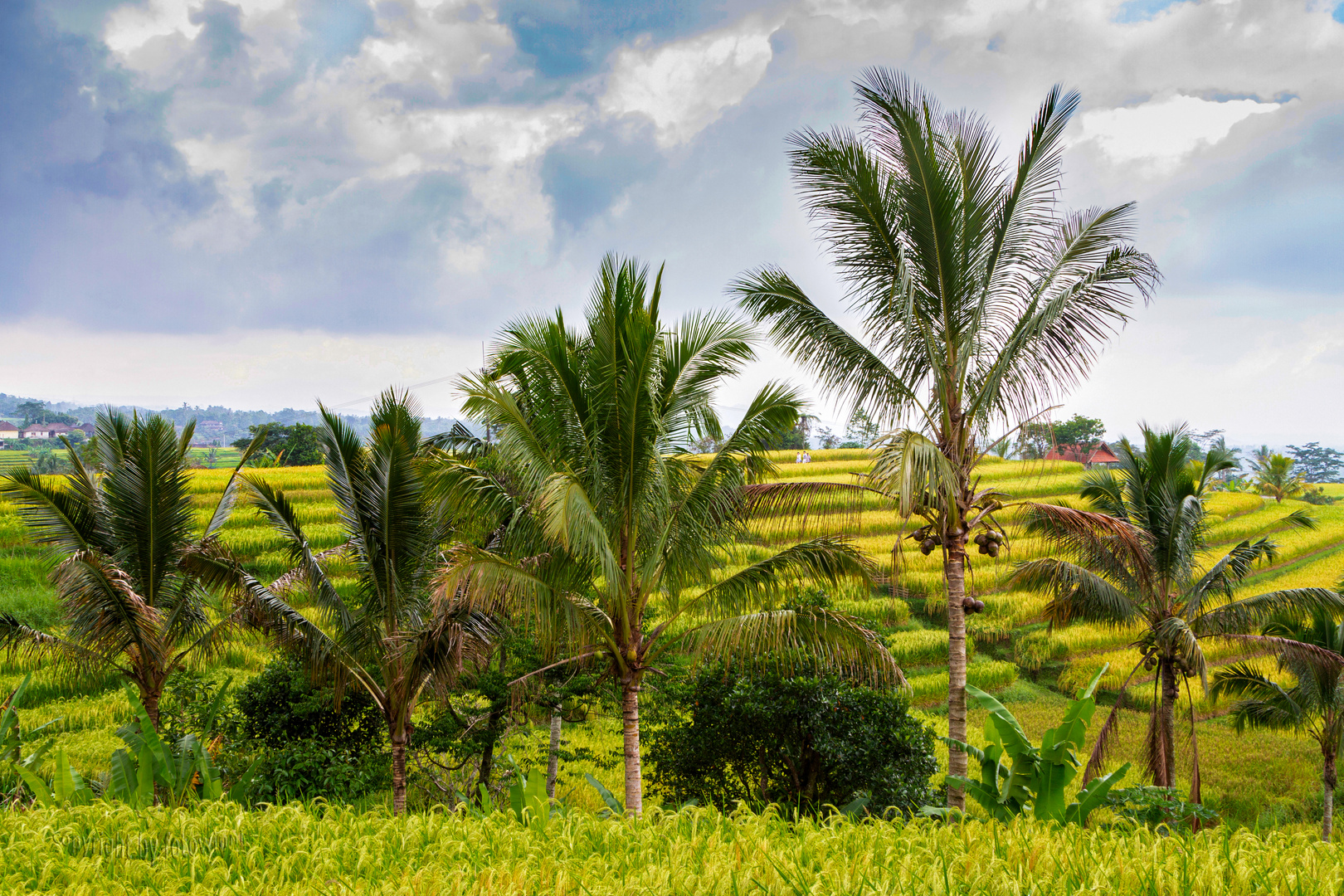 Bali - Reisfelder und Kokospalmen