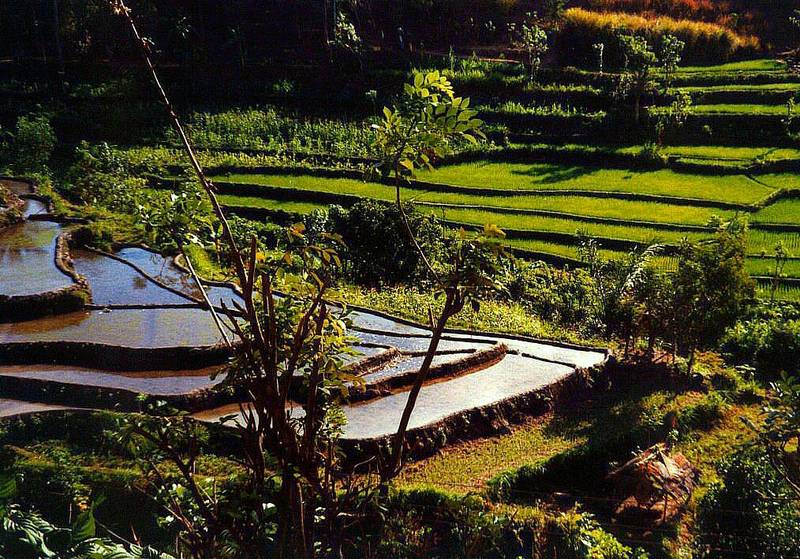  Bali Reisfelder  zum xten Foto Bild asia indonesia 