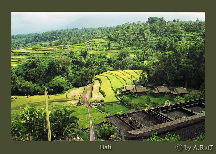 Bali-Reisterrasse