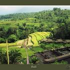 Bali-Reisterrasse