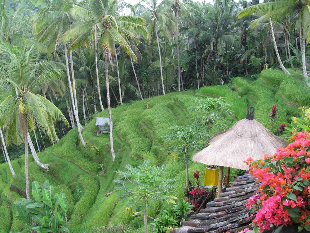 Bali: Reisterrassen bei Ubud